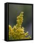 Meadow Goldenrod (Solidago Occidentalis), Glacier National Park, Montana-James Hager-Framed Stretched Canvas