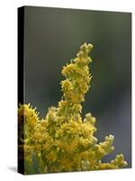 Meadow Goldenrod (Solidago Occidentalis), Glacier National Park, Montana-James Hager-Stretched Canvas