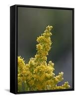 Meadow Goldenrod (Solidago Occidentalis), Glacier National Park, Montana-James Hager-Framed Stretched Canvas