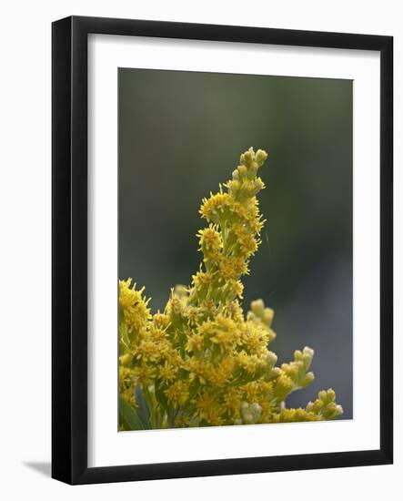 Meadow Goldenrod (Solidago Occidentalis), Glacier National Park, Montana-James Hager-Framed Photographic Print