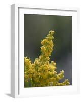 Meadow Goldenrod (Solidago Occidentalis), Glacier National Park, Montana-James Hager-Framed Photographic Print