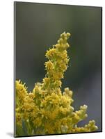 Meadow Goldenrod (Solidago Occidentalis), Glacier National Park, Montana-James Hager-Mounted Photographic Print