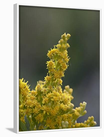 Meadow Goldenrod (Solidago Occidentalis), Glacier National Park, Montana-James Hager-Framed Photographic Print