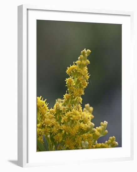 Meadow Goldenrod (Solidago Occidentalis), Glacier National Park, Montana-James Hager-Framed Photographic Print