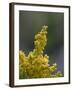 Meadow Goldenrod (Solidago Occidentalis), Glacier National Park, Montana-James Hager-Framed Photographic Print