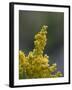 Meadow Goldenrod (Solidago Occidentalis), Glacier National Park, Montana-James Hager-Framed Photographic Print