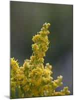 Meadow Goldenrod (Solidago Occidentalis), Glacier National Park, Montana-James Hager-Mounted Photographic Print