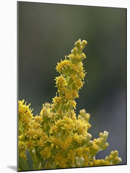 Meadow Goldenrod (Solidago Occidentalis), Glacier National Park, Montana-James Hager-Mounted Photographic Print