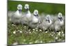 Meadow, Hump Swan, Fledgling, One after the Other, Animal Babies-Ronald Wittek-Mounted Photographic Print