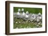 Meadow, Hump Swan, Fledgling, One after the Other, Animal Babies-Ronald Wittek-Framed Premium Photographic Print