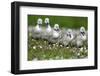 Meadow, Hump Swan, Fledgling, One after the Other, Animal Babies-Ronald Wittek-Framed Premium Photographic Print