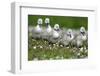 Meadow, Hump Swan, Fledgling, One after the Other, Animal Babies-Ronald Wittek-Framed Premium Photographic Print