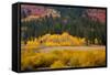 Meadow in Rocky Mountains in autumn.-Larry Ditto-Framed Stretched Canvas