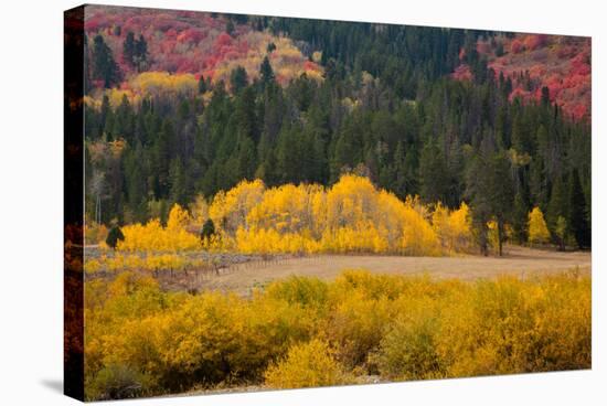 Meadow in Rocky Mountains in autumn.-Larry Ditto-Stretched Canvas