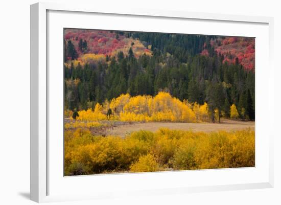 Meadow in Rocky Mountains in autumn.-Larry Ditto-Framed Photographic Print