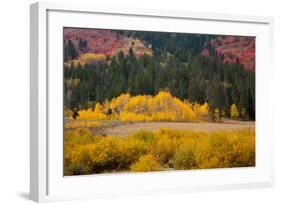 Meadow in Rocky Mountains in autumn.-Larry Ditto-Framed Photographic Print