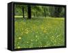 Meadow in Spring Time, Karwendel, Bavaria, Germany-Thorsten Milse-Framed Stretched Canvas