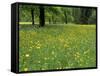 Meadow in Spring Time, Karwendel, Bavaria, Germany-Thorsten Milse-Framed Stretched Canvas