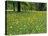 Meadow in Spring Time, Karwendel, Bavaria, Germany-Thorsten Milse-Stretched Canvas