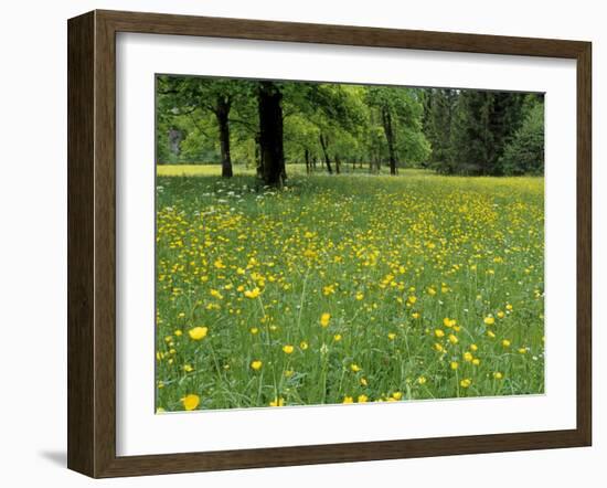 Meadow in Spring Time, Karwendel, Bavaria, Germany-Thorsten Milse-Framed Photographic Print