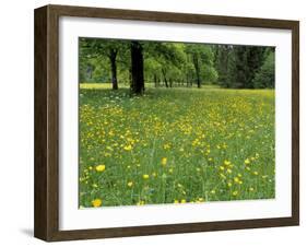 Meadow in Spring Time, Karwendel, Bavaria, Germany-Thorsten Milse-Framed Photographic Print