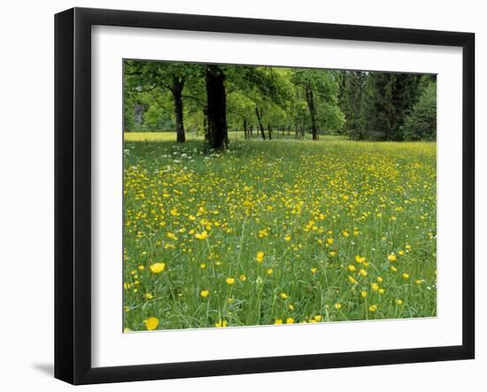 Meadow in Spring Time, Karwendel, Bavaria, Germany-Thorsten Milse-Framed Photographic Print