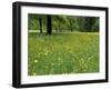Meadow in Spring Time, Karwendel, Bavaria, Germany-Thorsten Milse-Framed Photographic Print