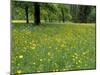 Meadow in Spring Time, Karwendel, Bavaria, Germany-Thorsten Milse-Mounted Photographic Print