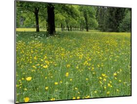 Meadow in Spring Time, Karwendel, Bavaria, Germany-Thorsten Milse-Mounted Photographic Print