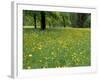 Meadow in Spring Time, Karwendel, Bavaria, Germany-Thorsten Milse-Framed Photographic Print