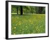 Meadow in Spring Time, Karwendel, Bavaria, Germany-Thorsten Milse-Framed Photographic Print