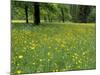 Meadow in Spring Time, Karwendel, Bavaria, Germany-Thorsten Milse-Mounted Photographic Print