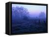 Meadow in the Morning Mist-Bruce Burkhardt-Framed Stretched Canvas