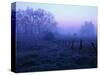 Meadow in the Morning Mist-Bruce Burkhardt-Stretched Canvas