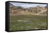 Meadow Landscape in Landmannalaugar, Iceland-Gavriel Jecan-Framed Stretched Canvas