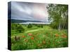 Meadow Landscape, New Brunswick, Canada-Ellen Anon-Stretched Canvas