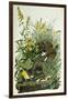Meadow Lark, 1832-John James Audubon-Framed Giclee Print