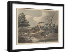 Meadow Lark and Snow Bird-Thomas Doughty-Framed Giclee Print