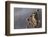 Meadow Lark-Chris Vest-Framed Art Print