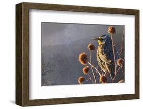 Meadow Lark-Chris Vest-Framed Art Print