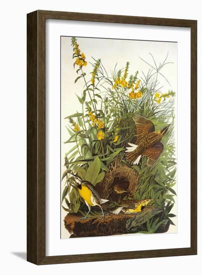 Meadow Lark-John James Audubon-Framed Art Print