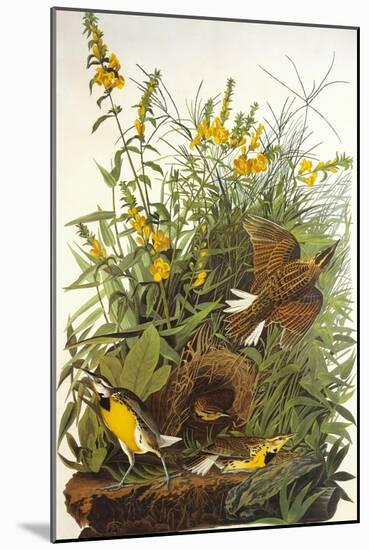 Meadow Lark-John James Audubon-Mounted Art Print