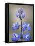 Meadow Lupine (Lupinus Polyphyllus), Manning Provincial Park, British Columbia, Canada-James Hager-Framed Stretched Canvas