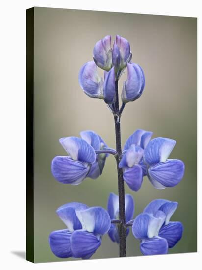 Meadow Lupine (Lupinus Polyphyllus), Manning Provincial Park, British Columbia, Canada-James Hager-Stretched Canvas