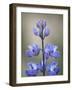 Meadow Lupine (Lupinus Polyphyllus), Manning Provincial Park, British Columbia, Canada-James Hager-Framed Photographic Print