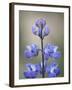 Meadow Lupine (Lupinus Polyphyllus), Manning Provincial Park, British Columbia, Canada-James Hager-Framed Photographic Print