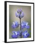 Meadow Lupine (Lupinus Polyphyllus), Manning Provincial Park, British Columbia, Canada-James Hager-Framed Photographic Print