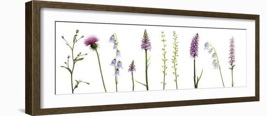 Meadow Medley-Wild Wonders of Europe-Framed Giclee Print