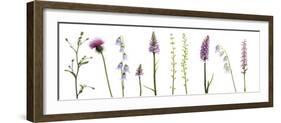 Meadow Medley-Wild Wonders of Europe-Framed Giclee Print