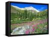 Meadow of Fireweed in Mt. Sneffels Wilderness Area, Colorado, USA-Julie Eggers-Framed Stretched Canvas